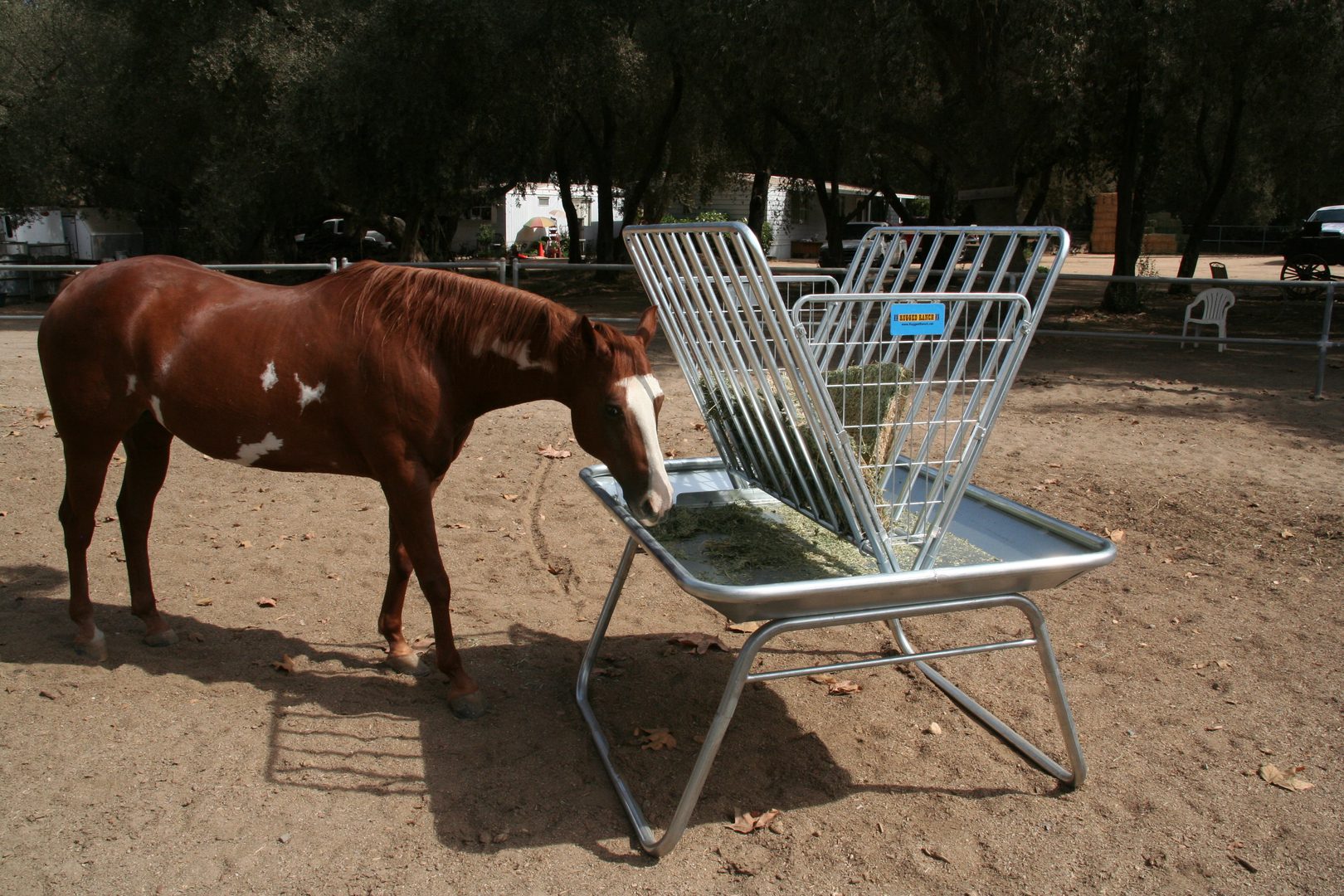 a brown horse eating
