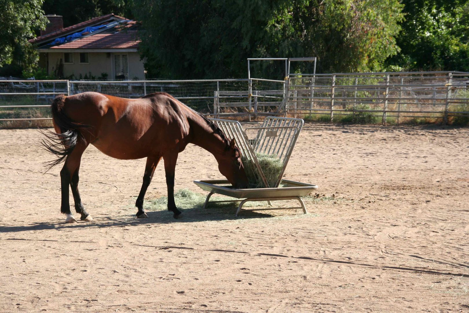a horse eating