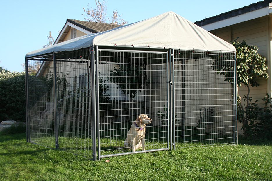 a dog in the Durango Kennel