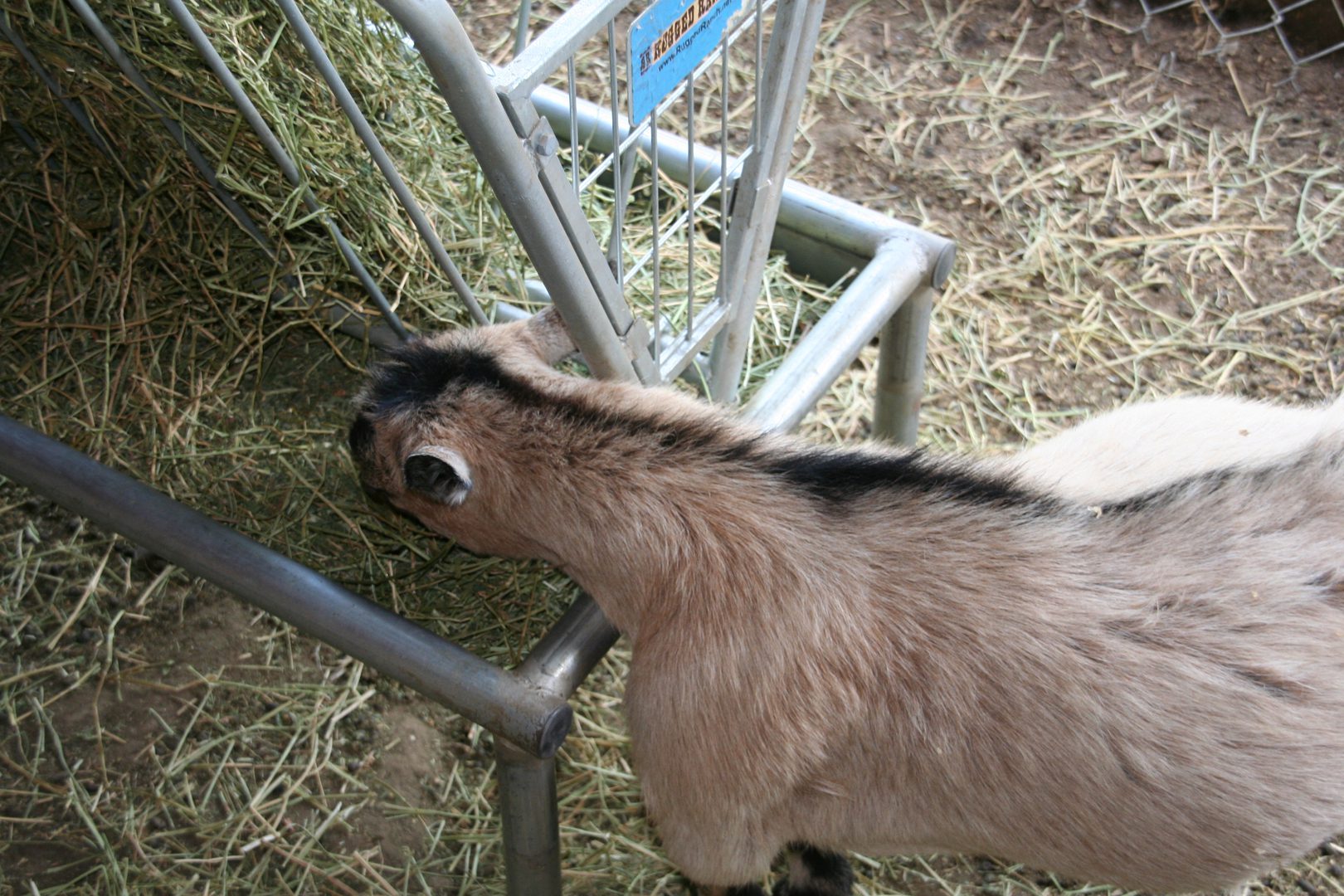 a goat eating out of the Mini Pasture Feeder
