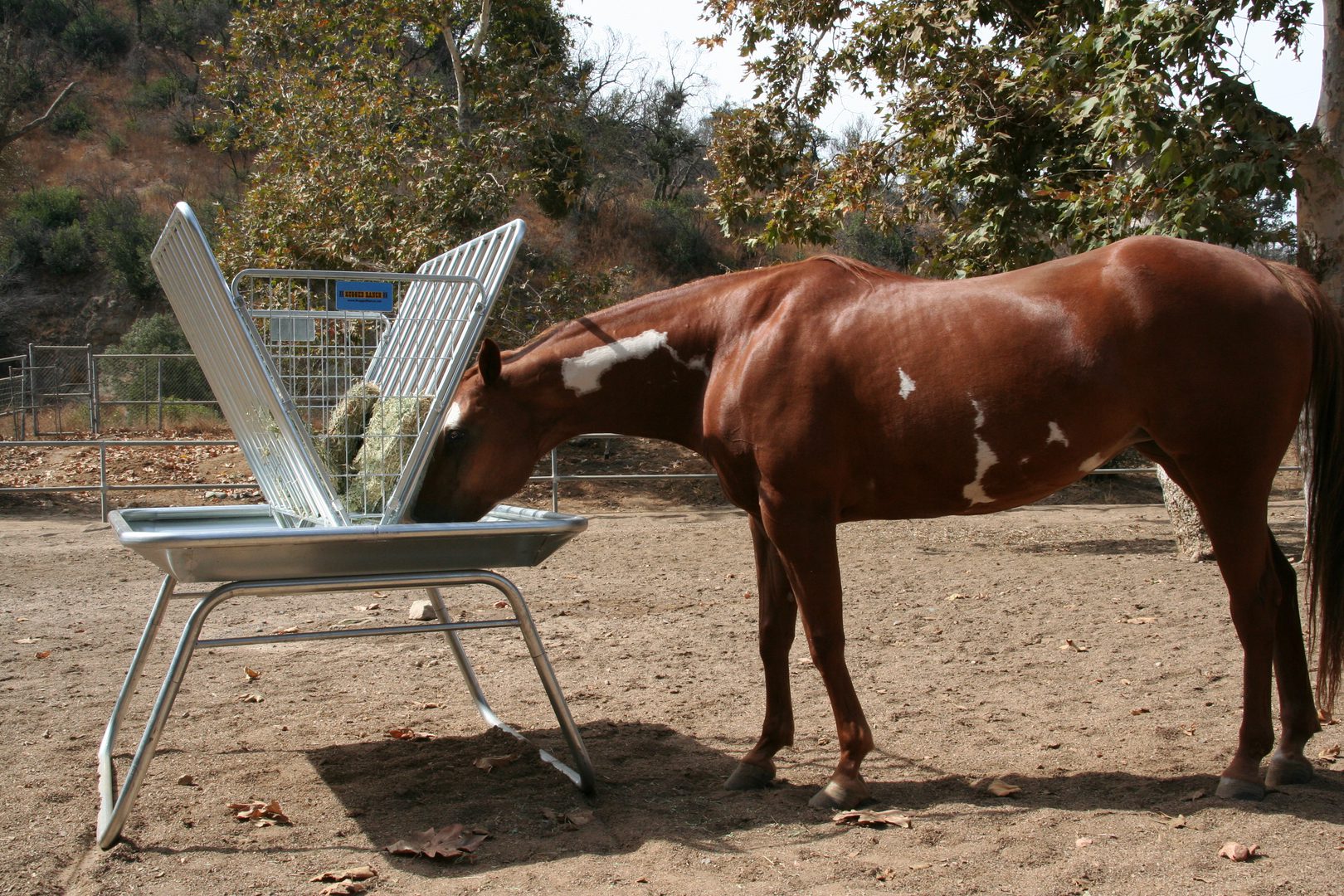 a horse eating out of a Pasture Feeder