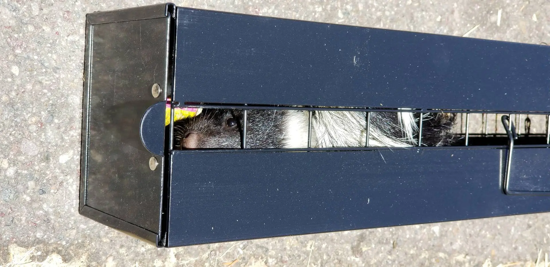 A black and white squirrel is peeking out of its box.