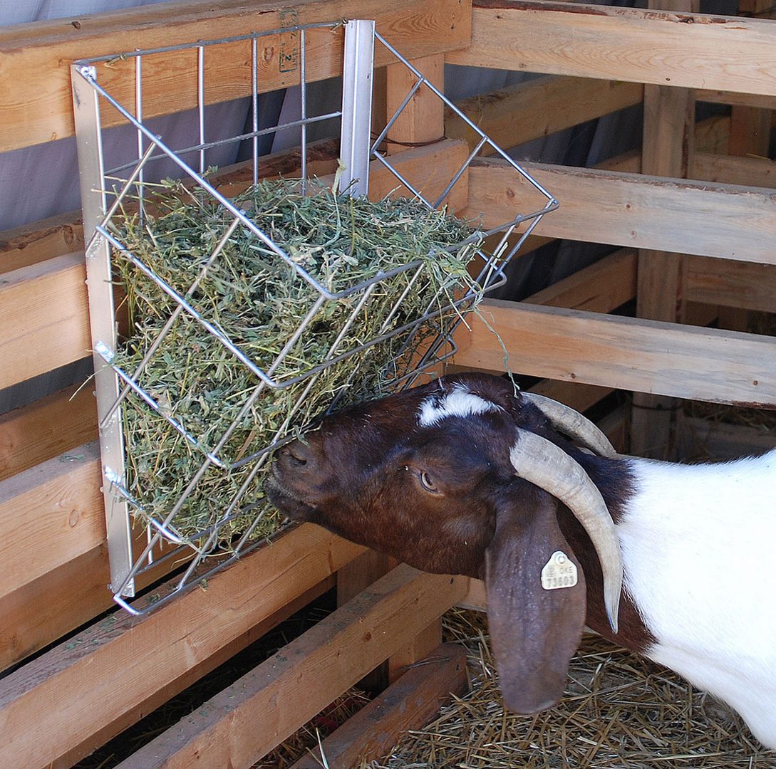 a goat eating out of the basket feeder
