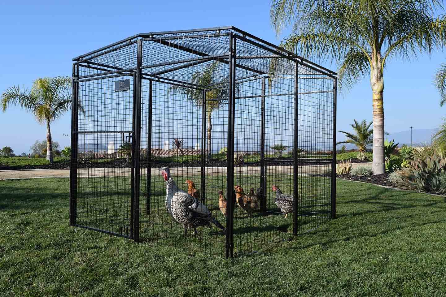 chickens and a turkey in a pen