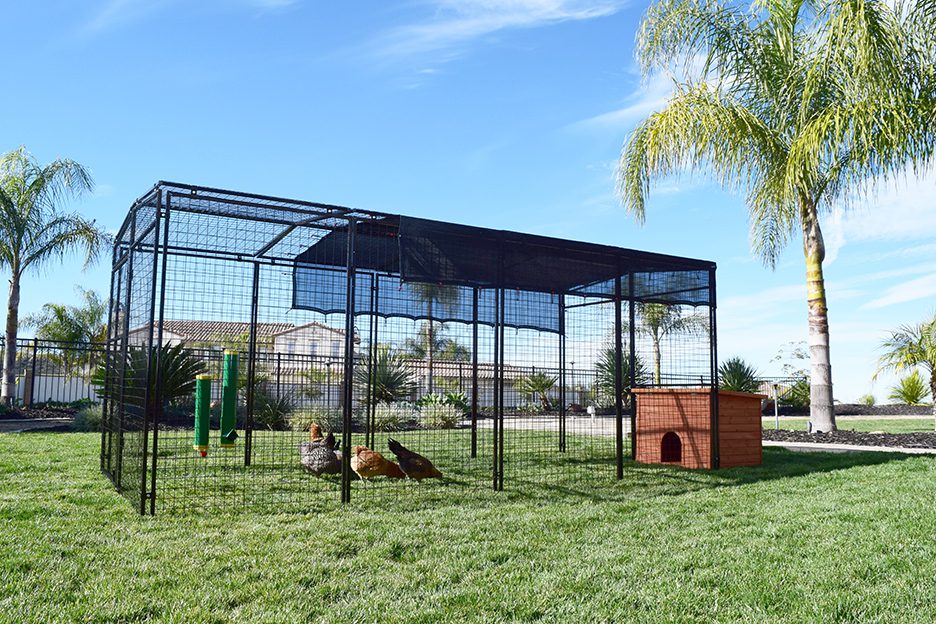 chickens inside a pen with a 10x10 Shade Top