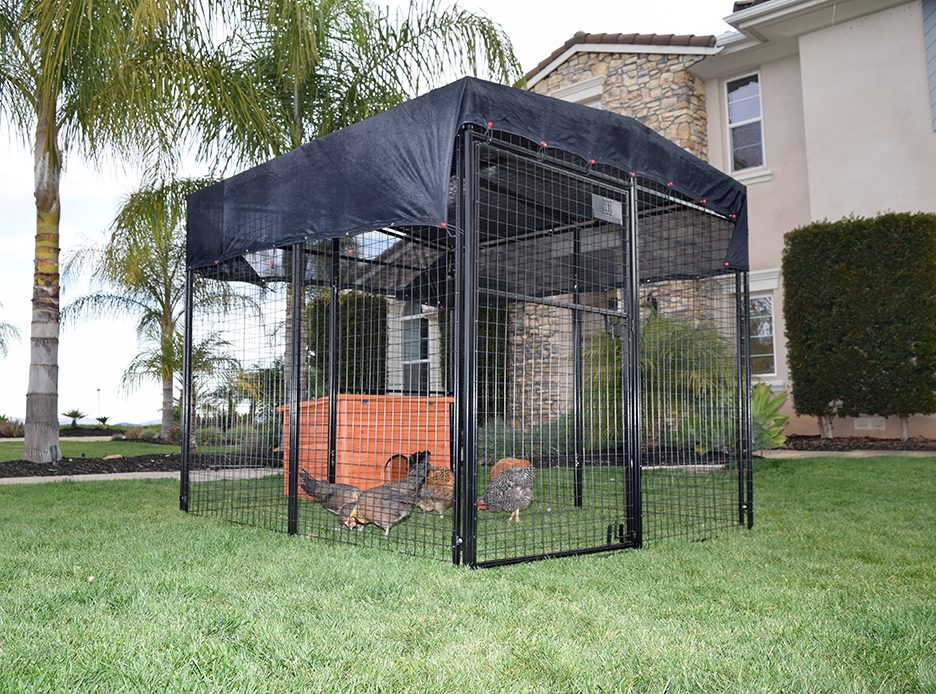 chickens in a pen with a 10' x 10' SHADE TOP