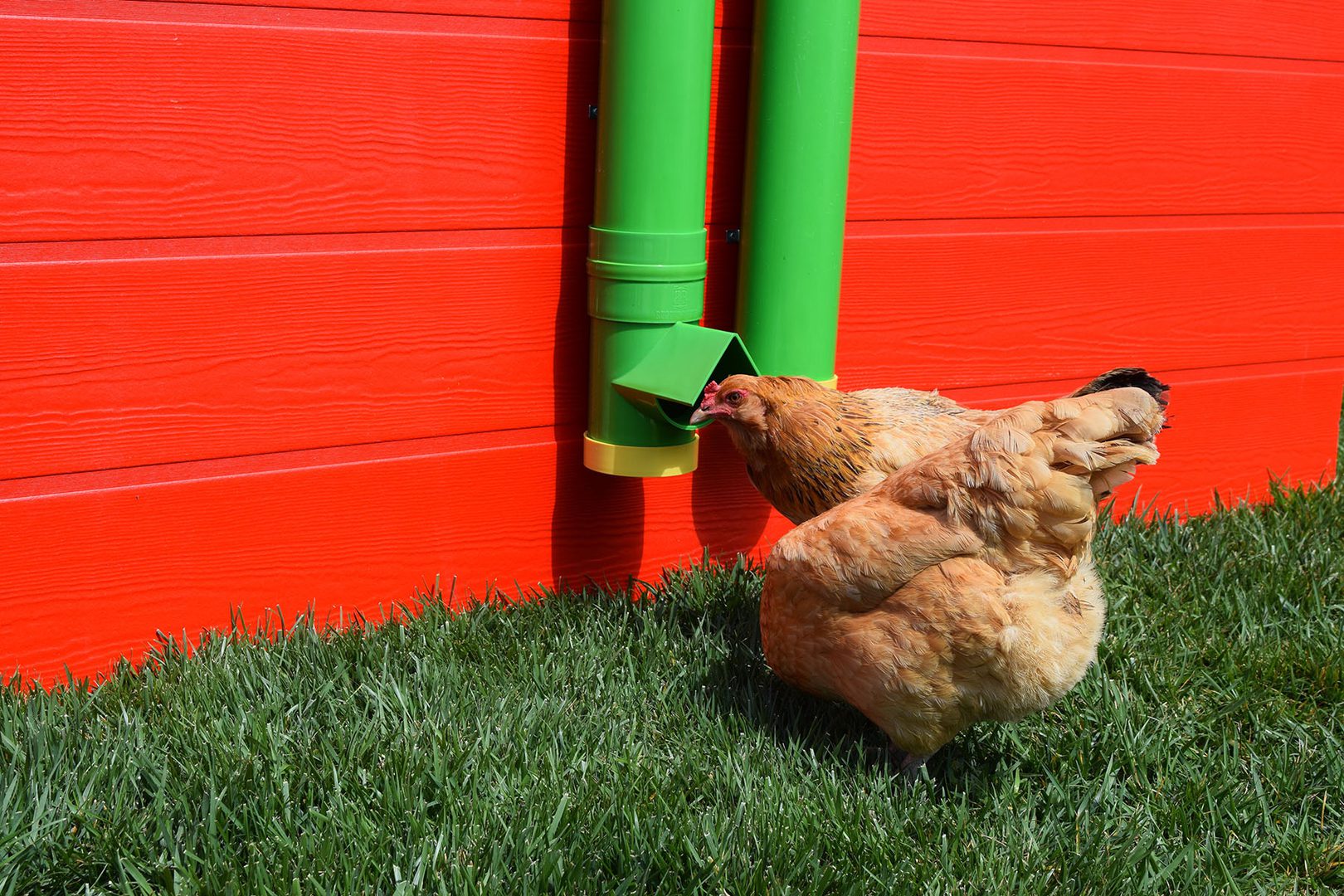 A chicken using the poultry feeder