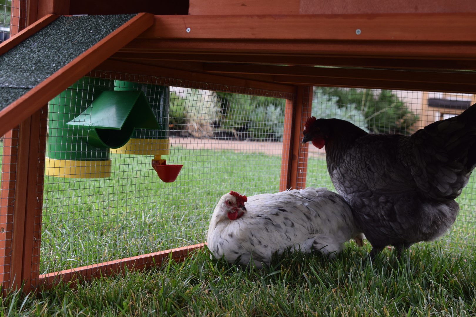 Two chickens in a coop with a poultry feeder