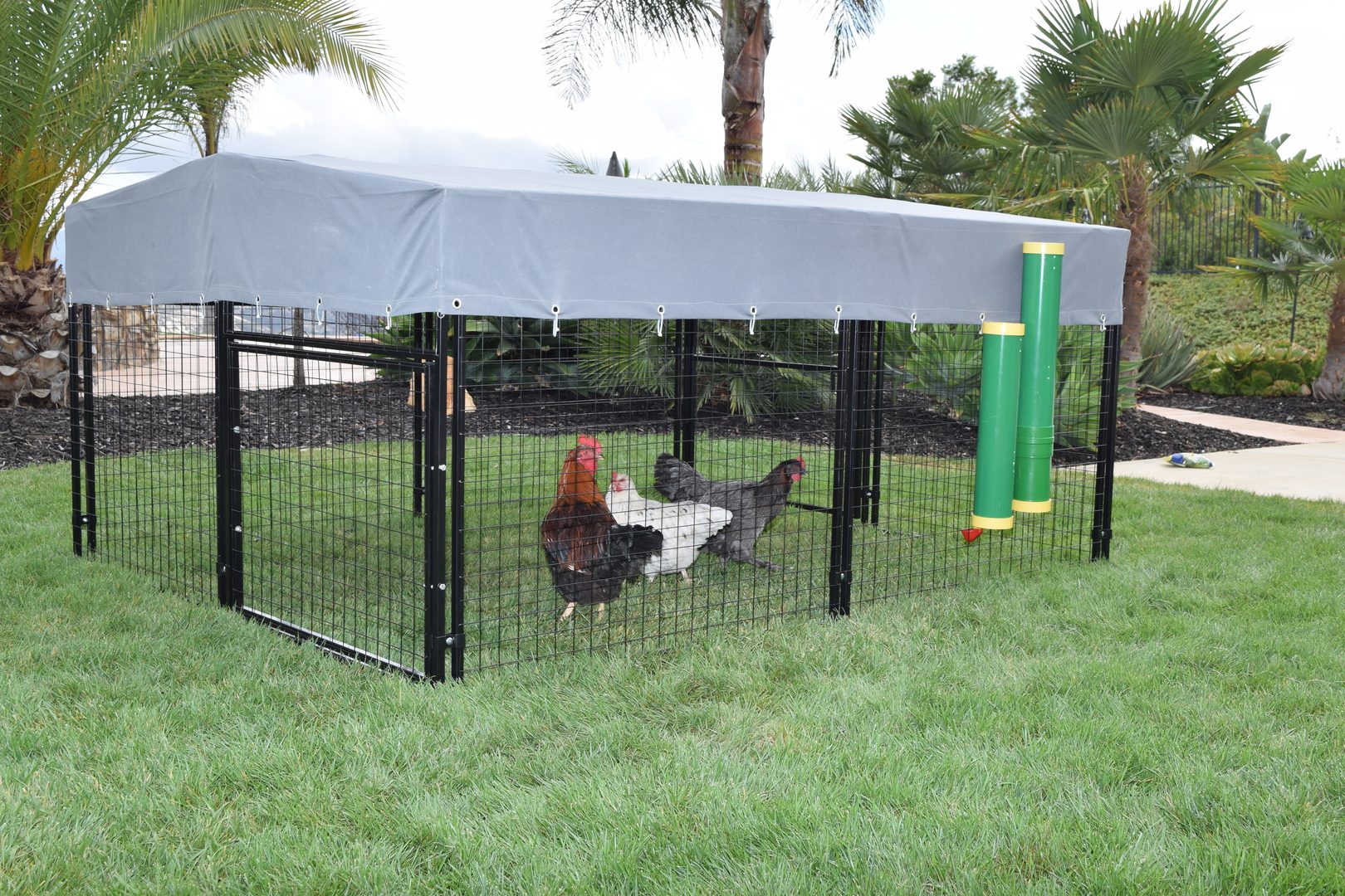 Three hens in a wired pen with a poultry feeder and waterer