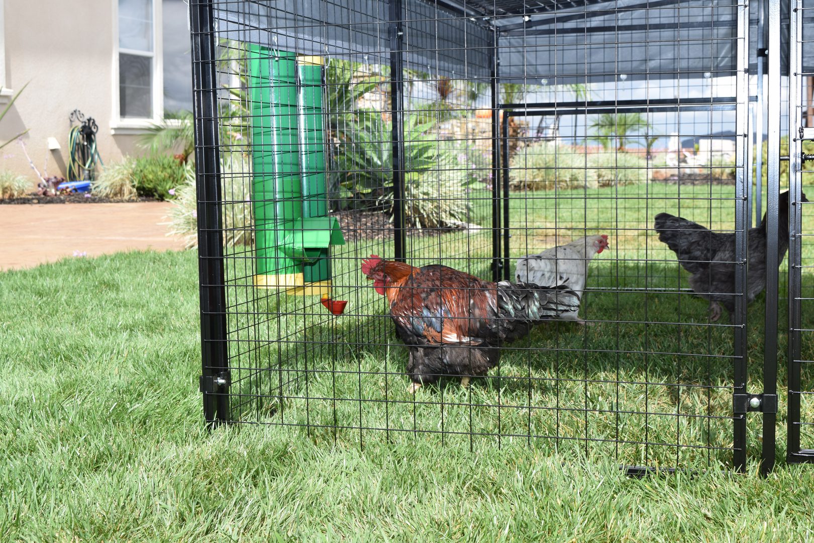 A chicken using a Poultry Waterer