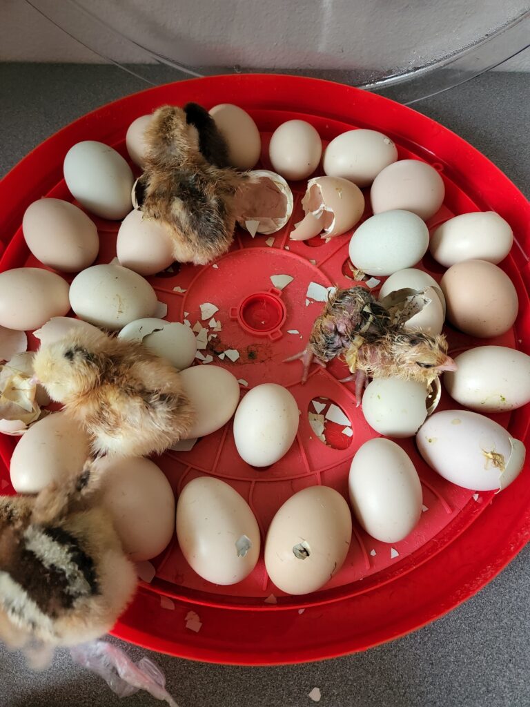 Few chicks are hatching on the red incubator