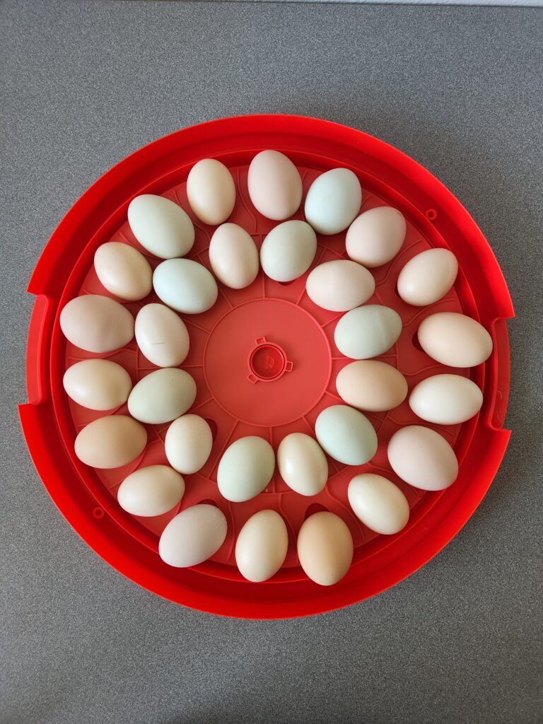 A picture of Red Incubator Loaded with Eggs