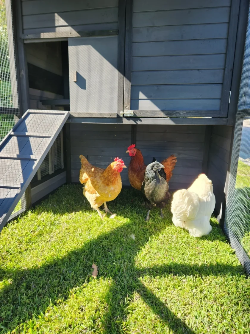 Four chickens standing outside wooden chicken coop