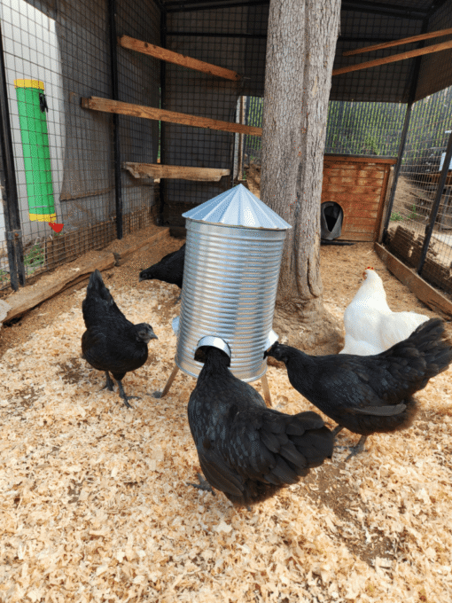 Black hens pecking at galvanized feeder